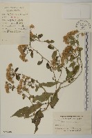 山白蘭藏品圖，第1張