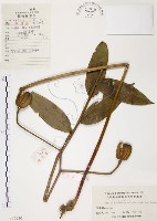 豔紅百合、豔紅鹿子百合藏品圖，第1張