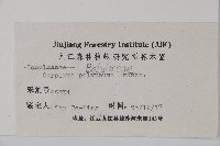 多脈鵝耳櫪藏品圖，第2張