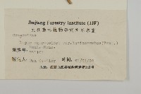 寬傘三褶葉紫菀藏品圖，第3張