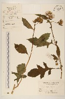 野茼蒿藏品圖，第1張