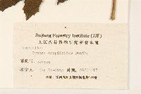 野茼蒿藏品圖，第3張