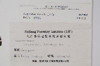 土牛膝藏品圖，第2張