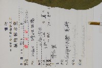 柳葉牛膝藏品圖，第2張