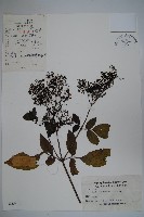 冇骨消藏品圖，第1張