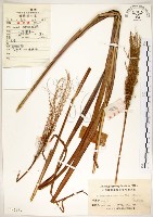 五節芒藏品圖，第1張