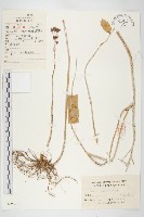 景天藏品圖，第1張