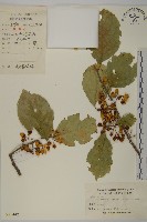 灰葉南蛇藤藏品圖，第1張