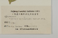 灰葉南蛇藤藏品圖，第3張