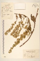 一枝黃花藏品圖，第1張