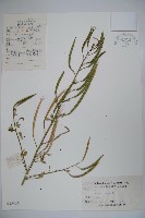 向天黃藏品圖，第1張