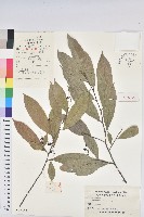 五月茶藏品圖，第1張