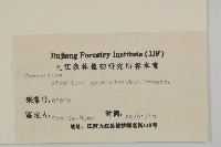 粗齒兔兒傘藏品圖，第3張