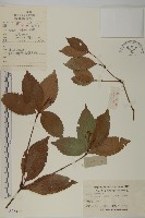 草珊瑚、紅果金粟蘭藏品圖，第1張