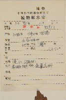 草珊瑚、紅果金粟蘭藏品圖，第2張