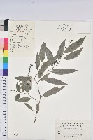 日本五月茶、南投五月茶藏品圖，第1張