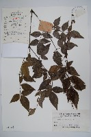 南天竹、天竹、蘭天竹藏品圖，第1張