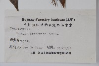 南天竹、天竹、蘭天竹藏品圖，第2張