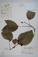 臺灣樹參藏品圖，第1張
