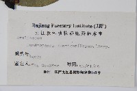臺灣樹參藏品圖，第2張