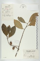 冬桃藏品圖，第1張