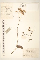 蔓黃菀藏品圖，第1張