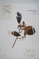 異色獼猴桃藏品圖，第1張