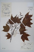 鈍角三峽槭藏品圖，第1張