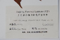 鈍角三峽槭藏品圖，第2張