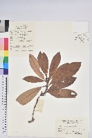 華南杜鵑藏品圖，第1張