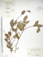 紅雞油、榔榆藏品圖，第1張