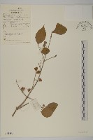 白杜藏品圖，第1張