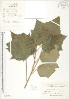 木芙蓉藏品圖，第1張