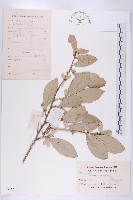 胡頹子藏品圖，第1張