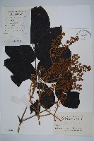 頭序蔥木藏品圖，第1張