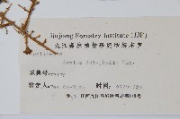 頭序蔥木藏品圖，第2張