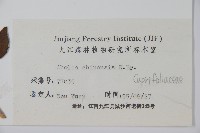 臺灣糯米條藏品圖，第2張