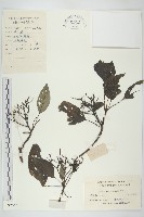 燈臺樹藏品圖，第1張