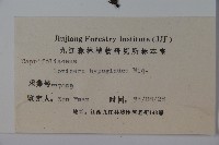 裡白忍冬、紅腺忍冬藏品圖，第2張