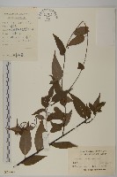 永瓣藤藏品圖，第1張