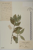 衛矛藏品圖，第1張