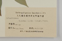 衛矛藏品圖，第3張