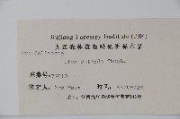 鐵冬青藏品圖，第2張