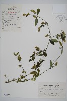 爵床、六角英藏品圖，第1張