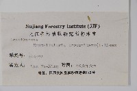 爵床、六角英藏品圖，第2張