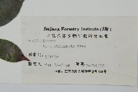 冬青藏品圖，第2張