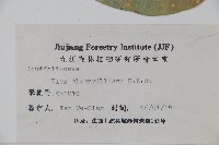 厚葉冬青藏品圖，第2張