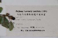 四川冬青藏品圖，第2張