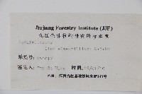 厚葉冬青藏品圖，第2張