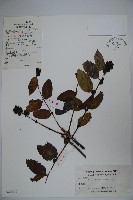 裡白忍冬、紅腺忍冬藏品圖，第1張